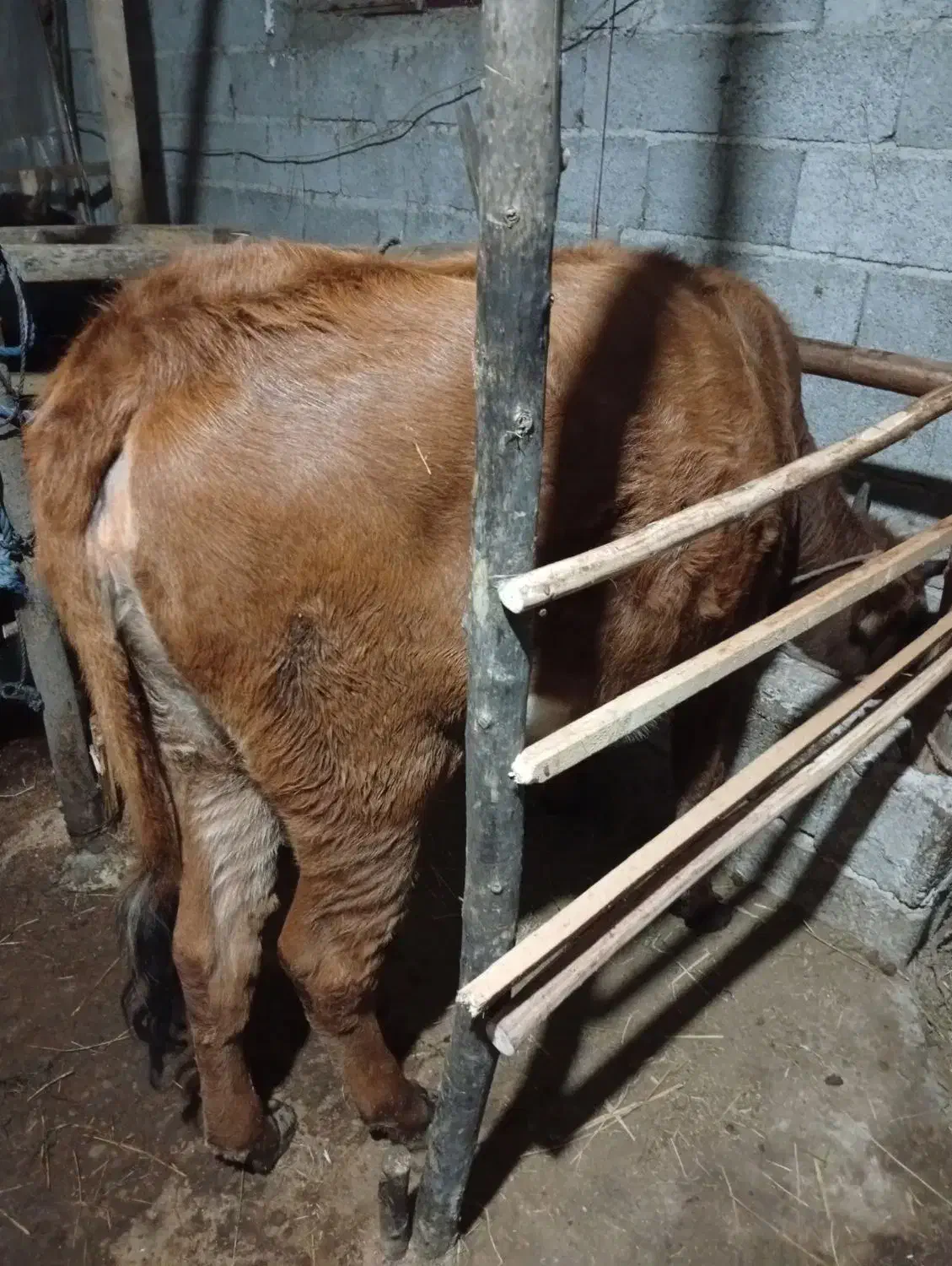 گاو جرسی۵ماه حامله|حیوانات مزرعه|سنگر, |دیوار