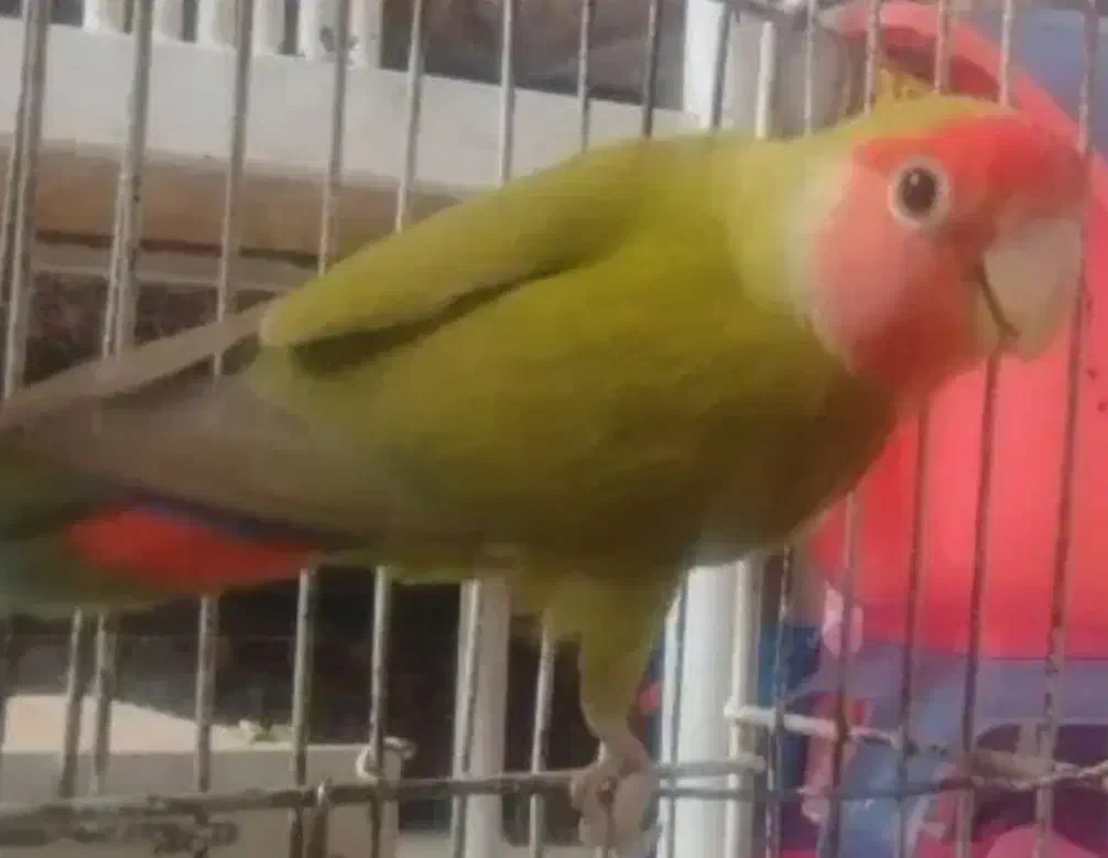 کوتوله برزیلی و مرغ عشق|پرنده|مشهد, شهرک مهرگان|دیوار