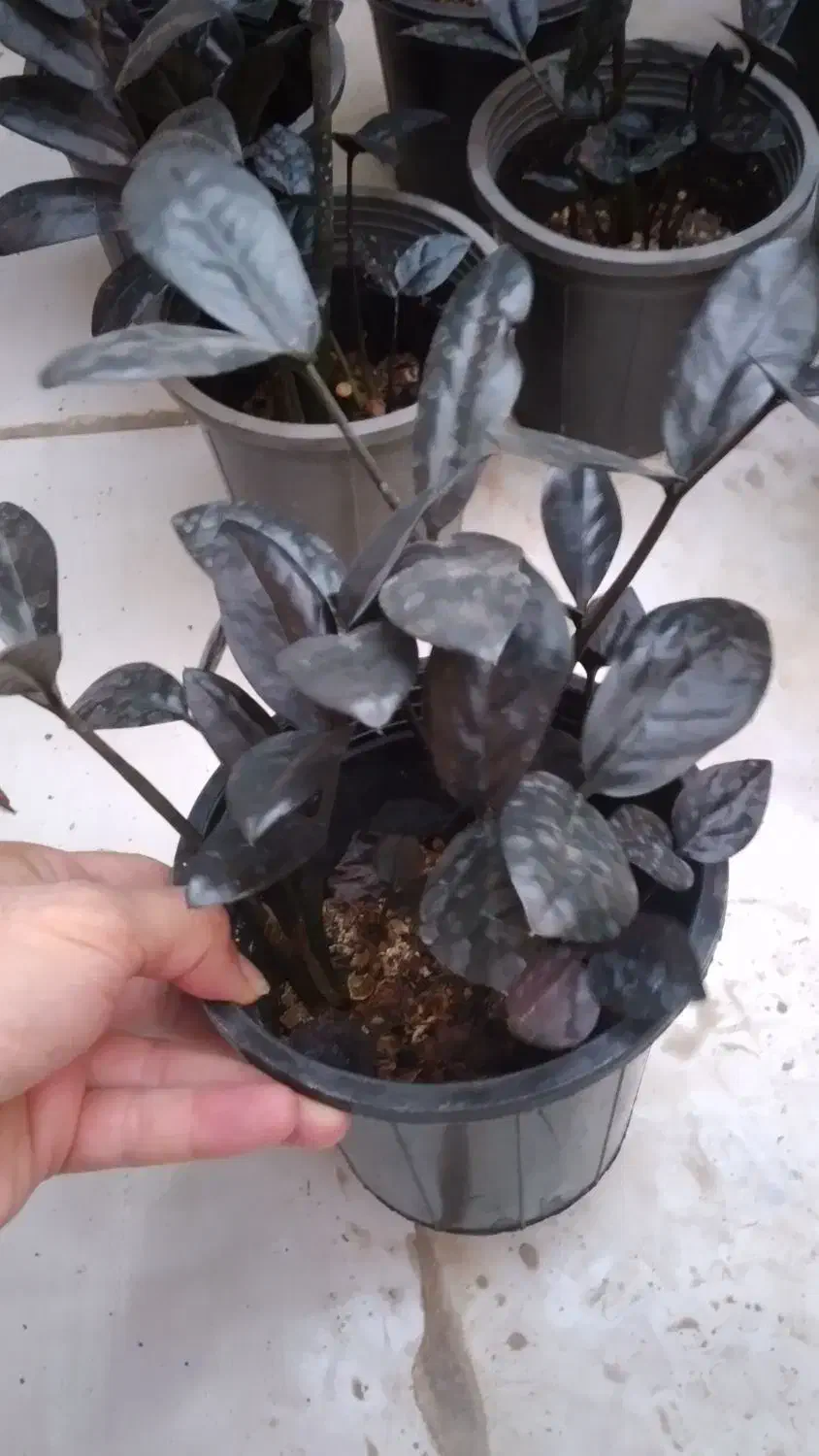 زاموفیلیا زاموفولیا بلک|گل و گیاه طبیعی|مشهد, هنرور|دیوار