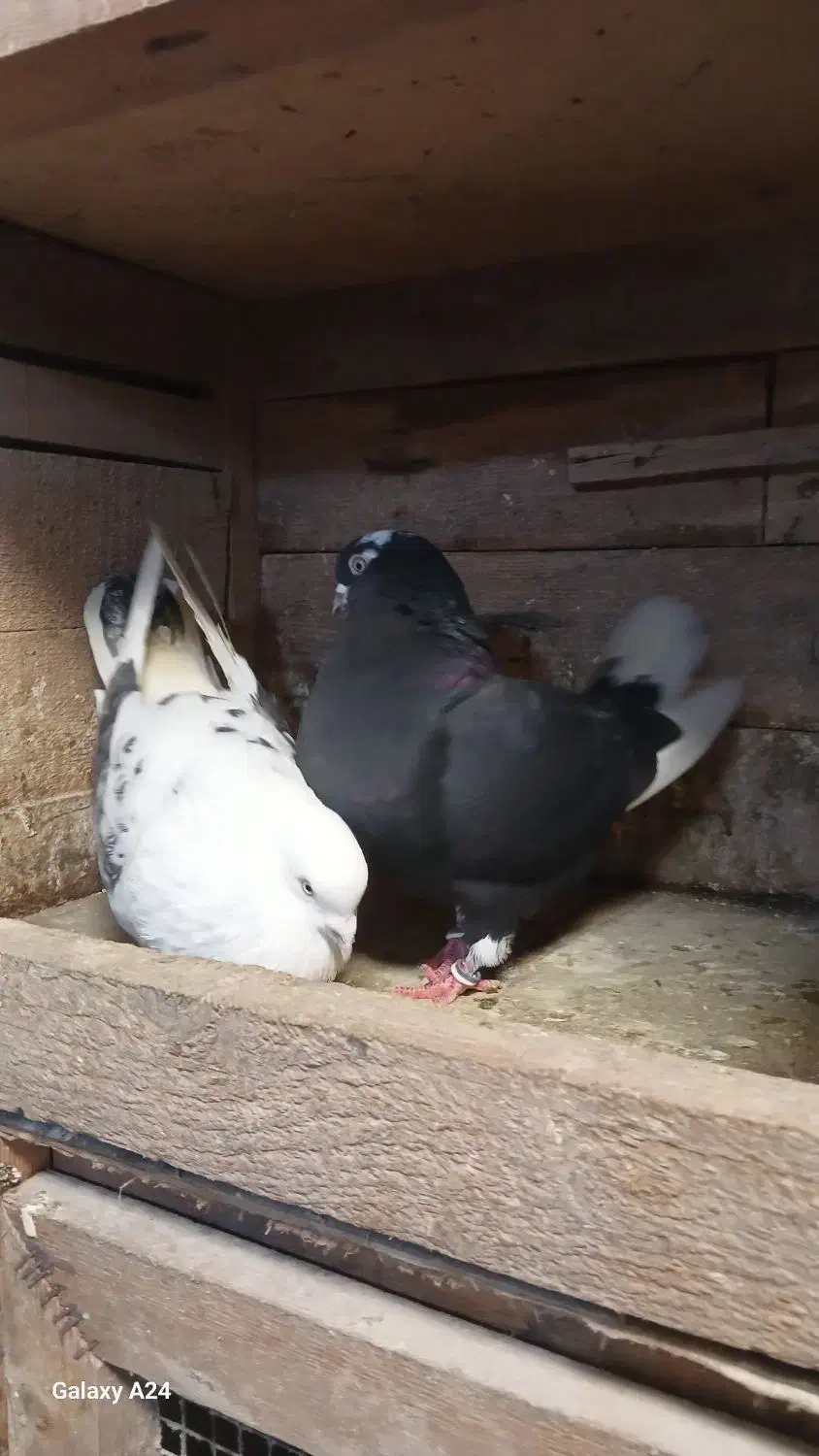 پرنده|پرنده|رشت, سیا اسطلخ|دیوار