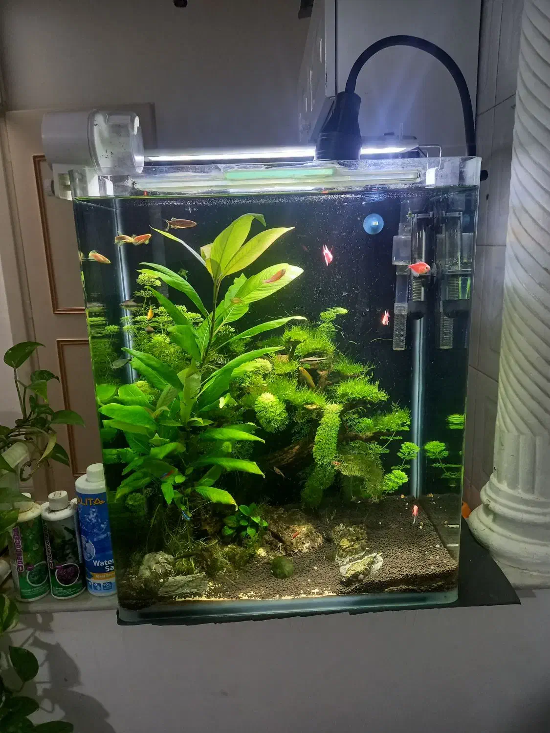 اکواریوم پلنت فوق حرفه ای|ماهی|قم, منبع آب|دیوار