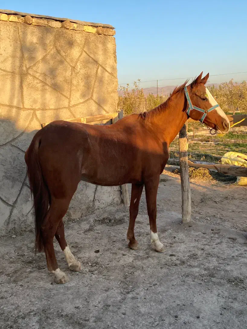 اسب ترکمن فروش فوری|اسب و تجهیزات اسب‌سواری|تهران, مختاری|دیوار