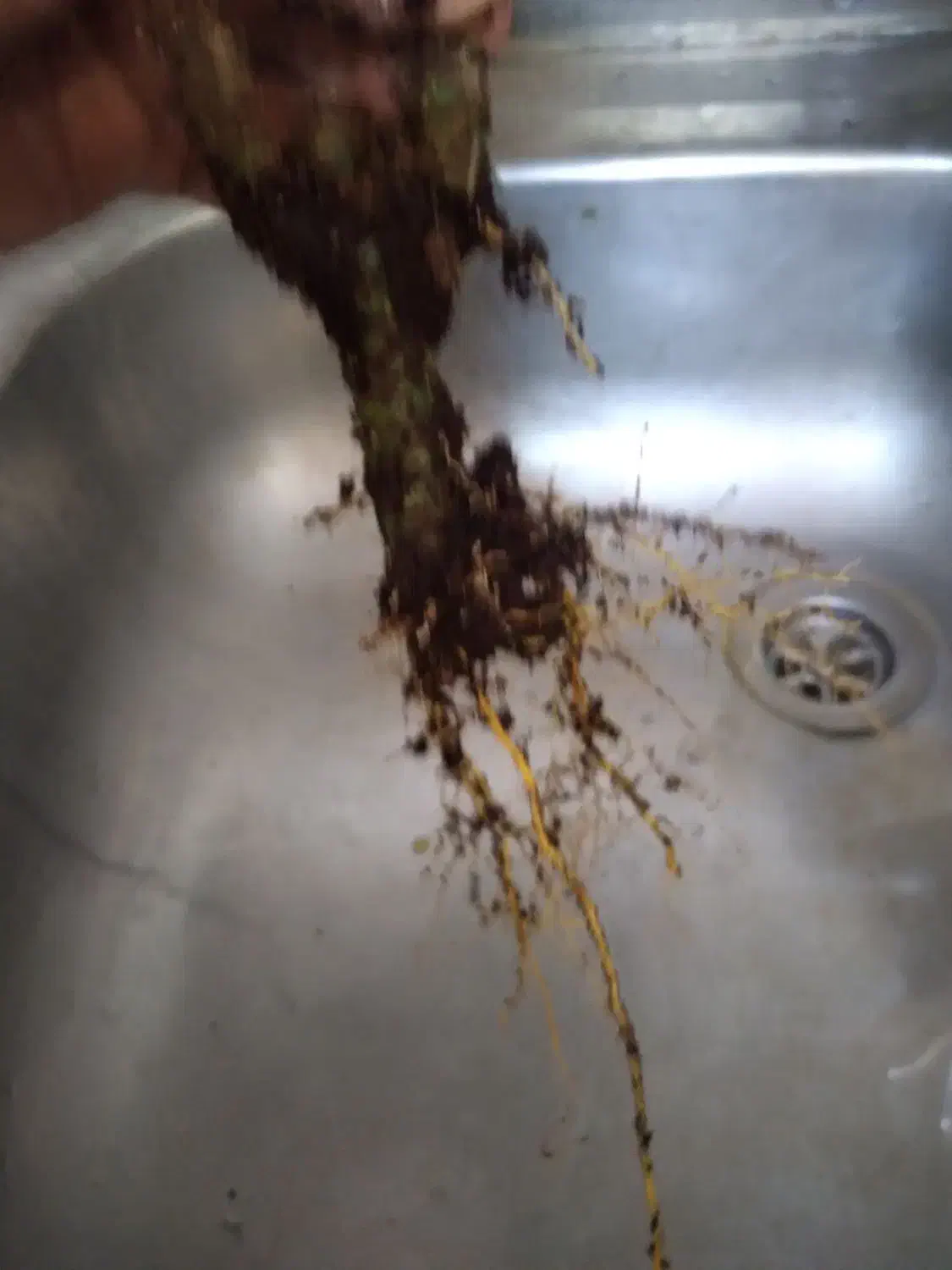 گلهای خانگی|گل و گیاه طبیعی|میبد, |دیوار