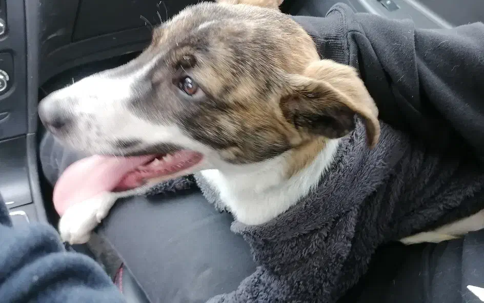 سگ پیدا شده|حیوانات|قزوین, |دیوار