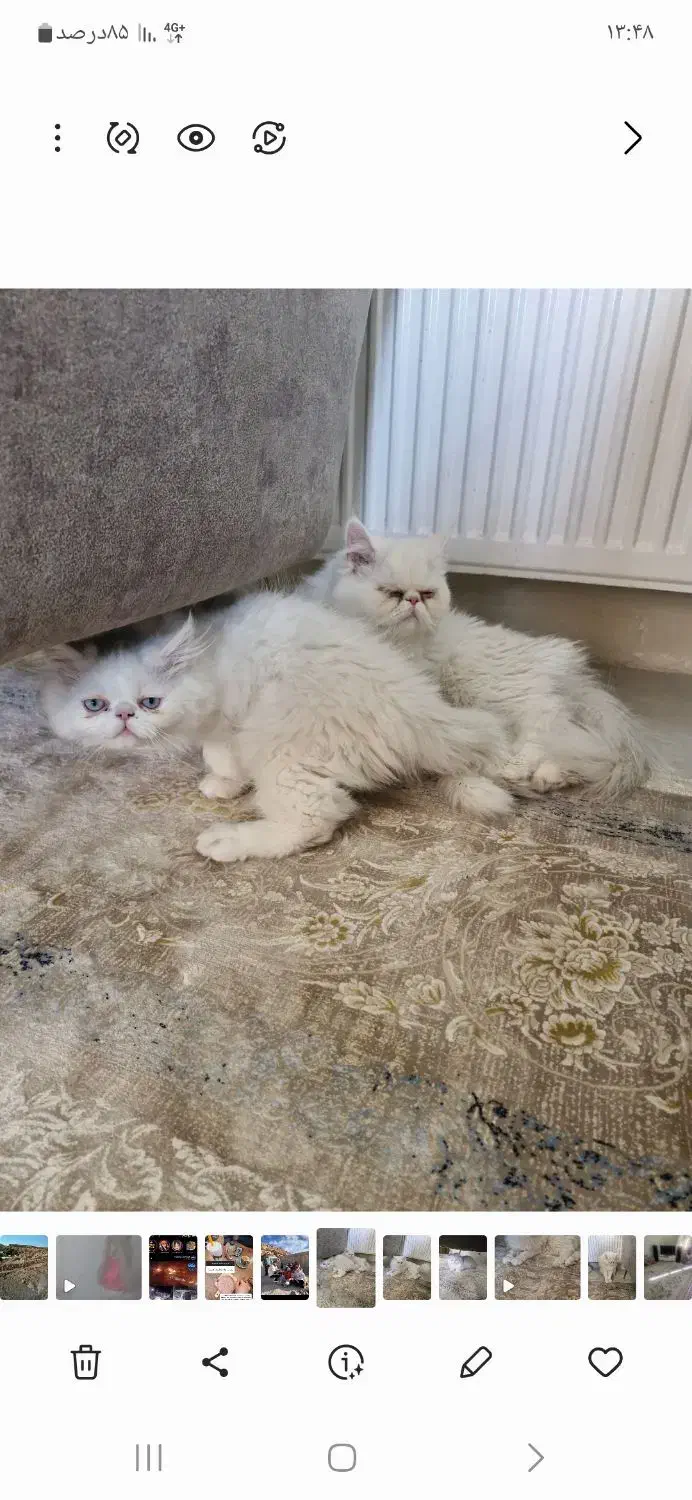 گربه پرشین|گربه|کرمان, |دیوار