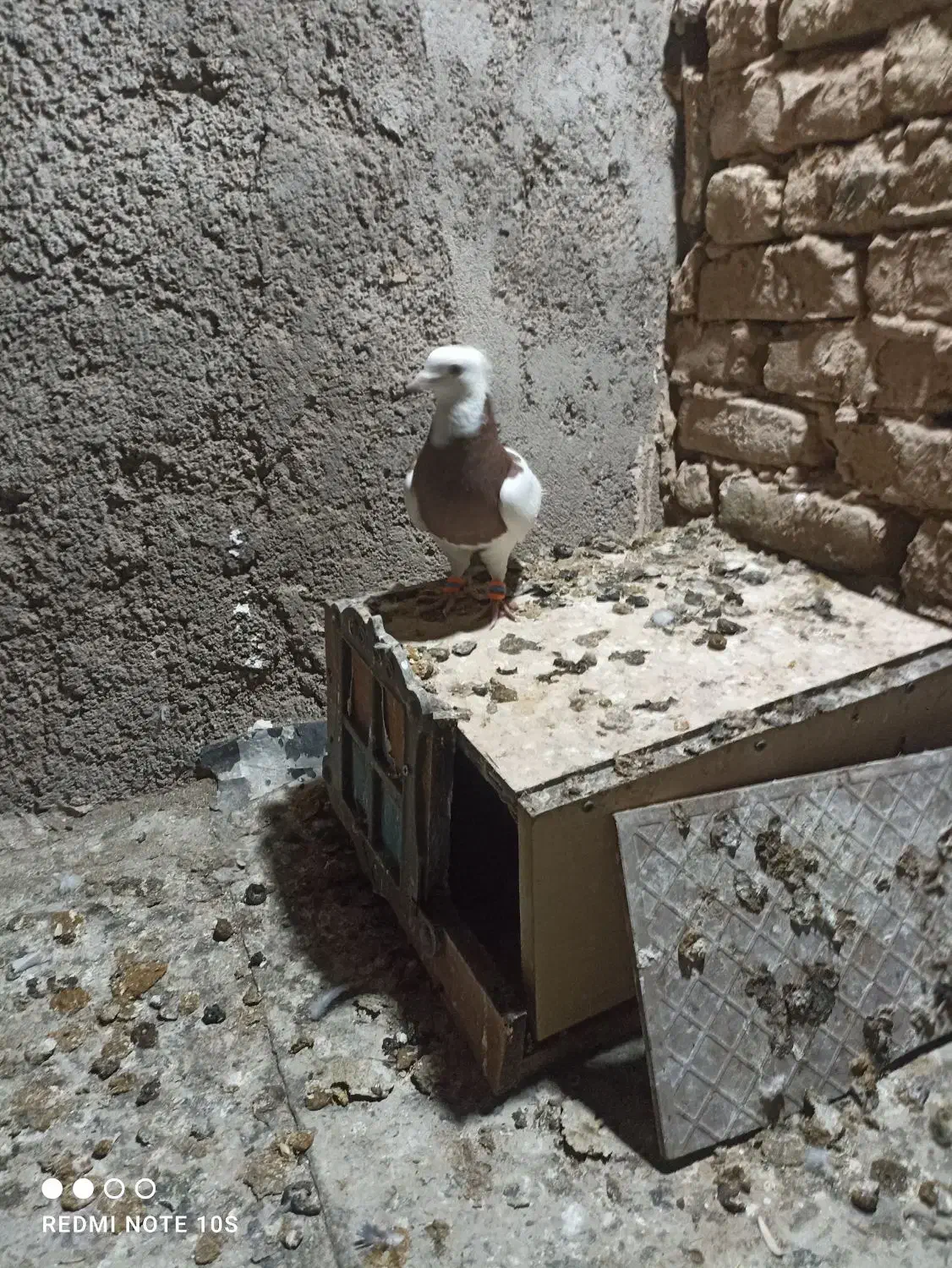 طوقی باسبز وجوجه ابلق فروشی|پرنده|رشتخوار, |دیوار