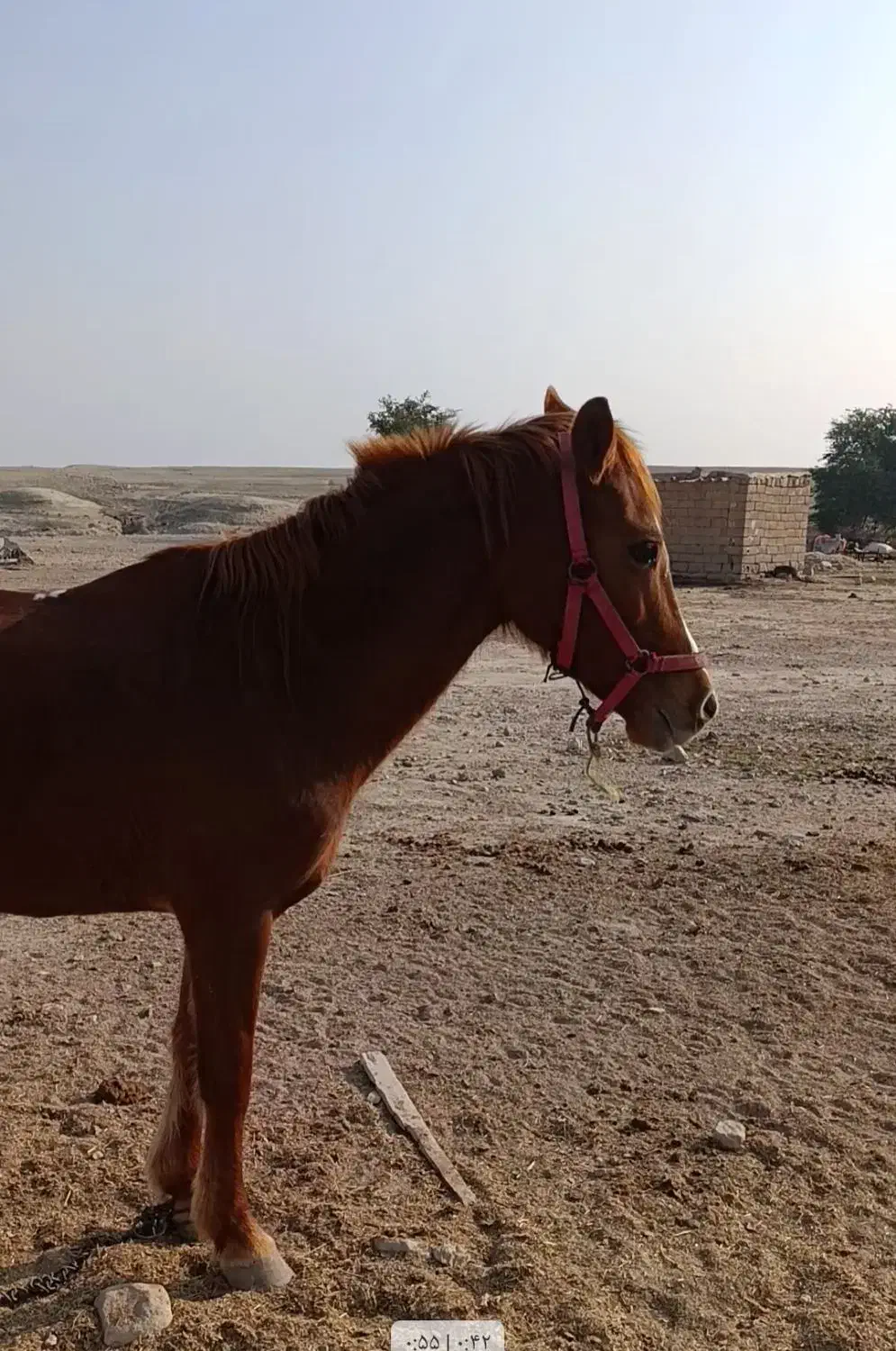 اسب|اسب و تجهیزات اسب‌سواری|دهلران, |دیوار