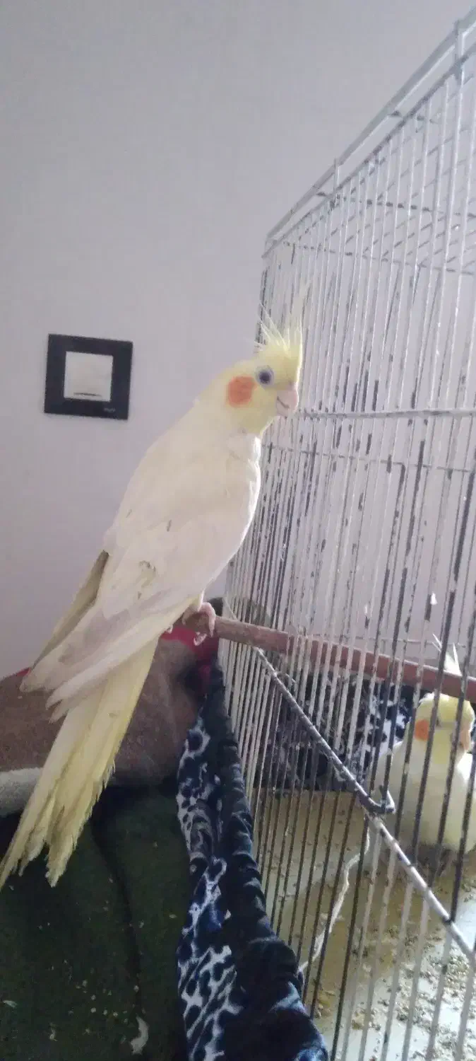 عروس هلندی ماده|پرنده|عجب شیر, |دیوار