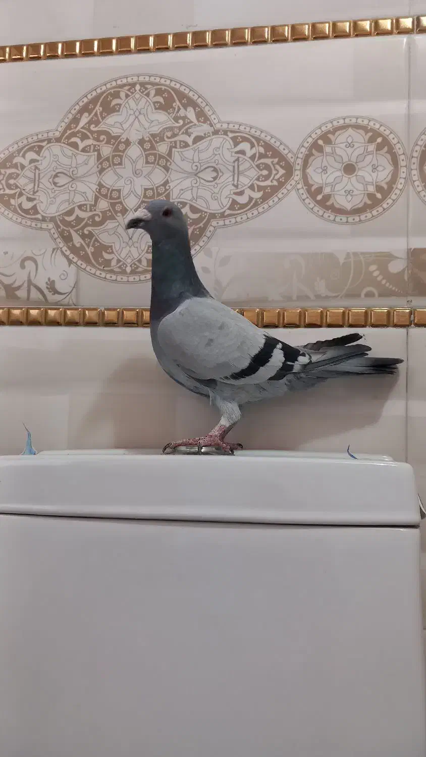 پلاکی ماده|پرنده|بروجرد, |دیوار