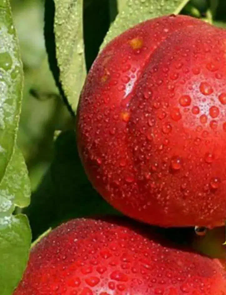 پیش فروش نهال شلیل مغان|خدمات باغبانی و درختکاری|سیوان, |دیوار