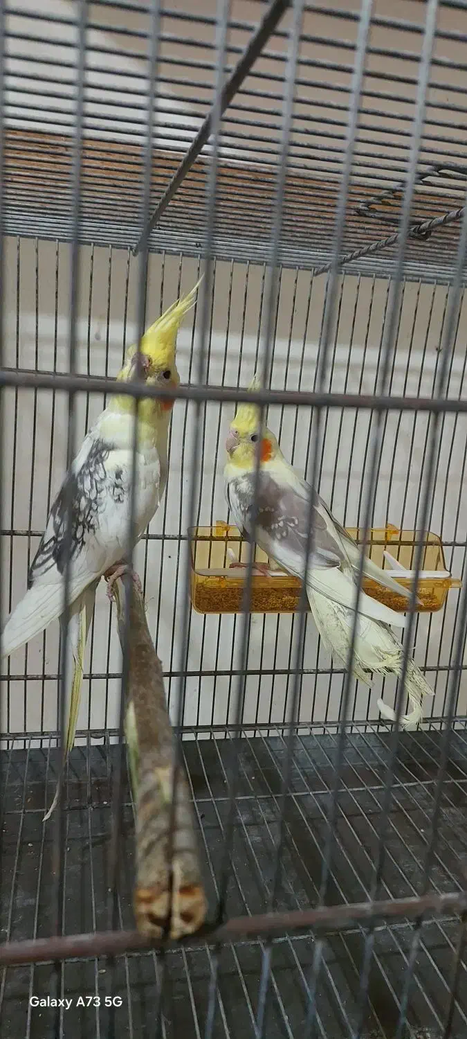 عروس هلندی|پرنده|علیآباد کتول, |دیوار