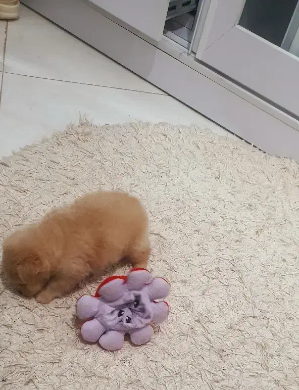 سگ مالتیپو|سگ|قم, انسجام|دیوار