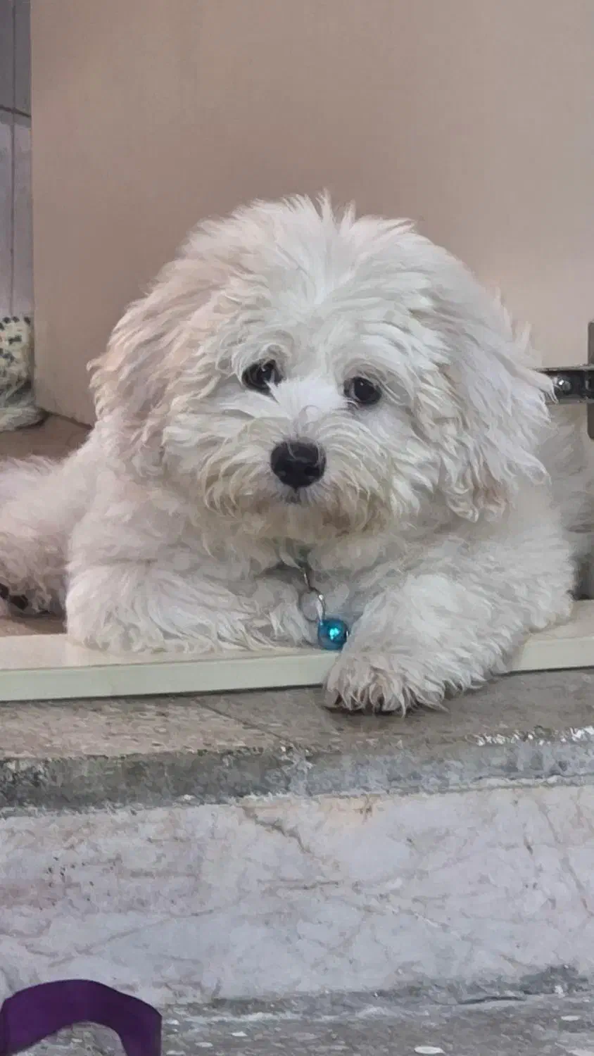 دوعدد سگ  نر و ماده  شیتزو و پامر|سگ|ورامین, ورامین|دیوار