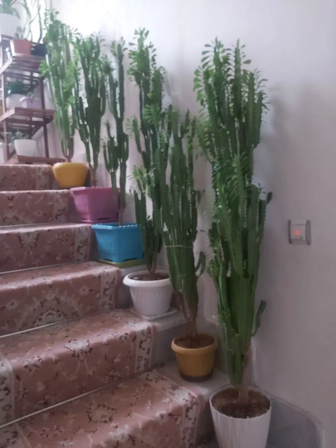 گل افوربیا|گل و گیاه طبیعی|تبریز, |دیوار