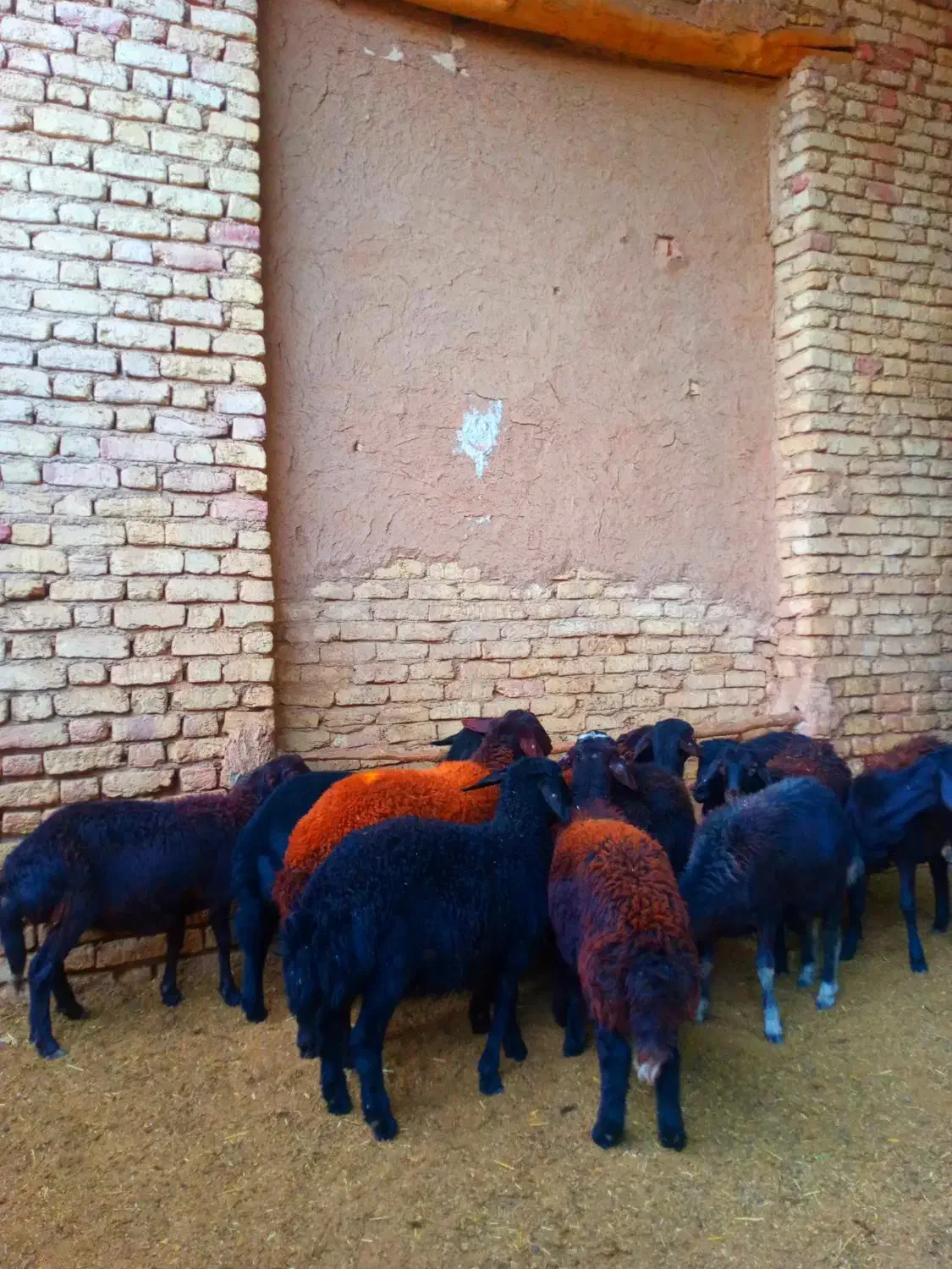 گوسفند قزل افشار و قره قزل اصل|حیوانات مزرعه|خمینیشهر, |دیوار