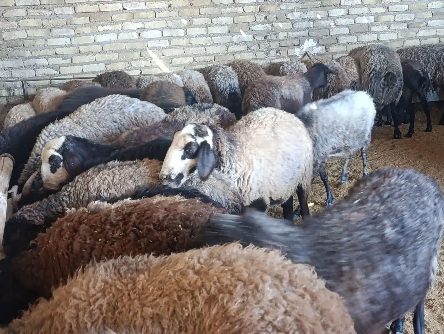 گوسفند شالی جوان ابستن شیشک ومیش|حیوانات مزرعه|هشتگرد, ینگی امام|دیوار