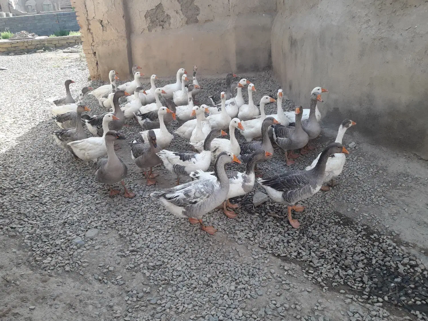 غاز غازجوان غاز گوشتی غاز محلی غازچاق قاز|حیوانات مزرعه|همدان, |دیوار