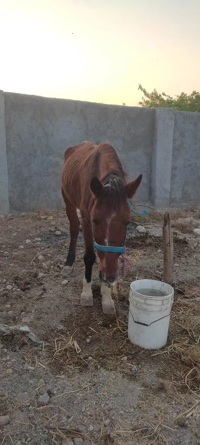 اسب اصیل عرب|اسب و تجهیزات اسب‌سواری|قلعه قاضی, |دیوار