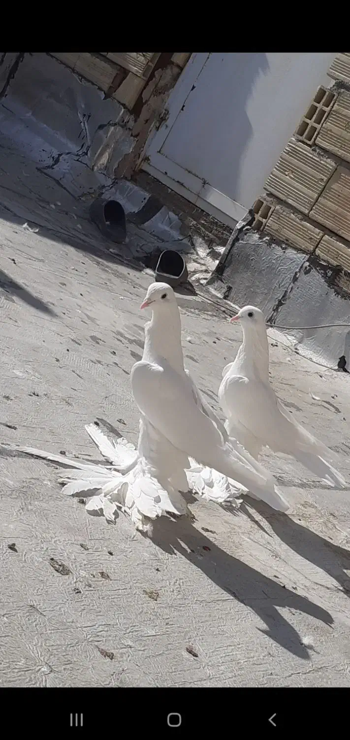 کفتر|پرنده|تبریز, |دیوار