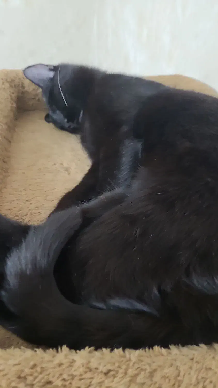 گمشده|گربه|سمنان, |دیوار