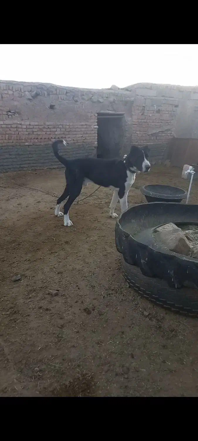 سگ ج|سگ|گرگان, |دیوار