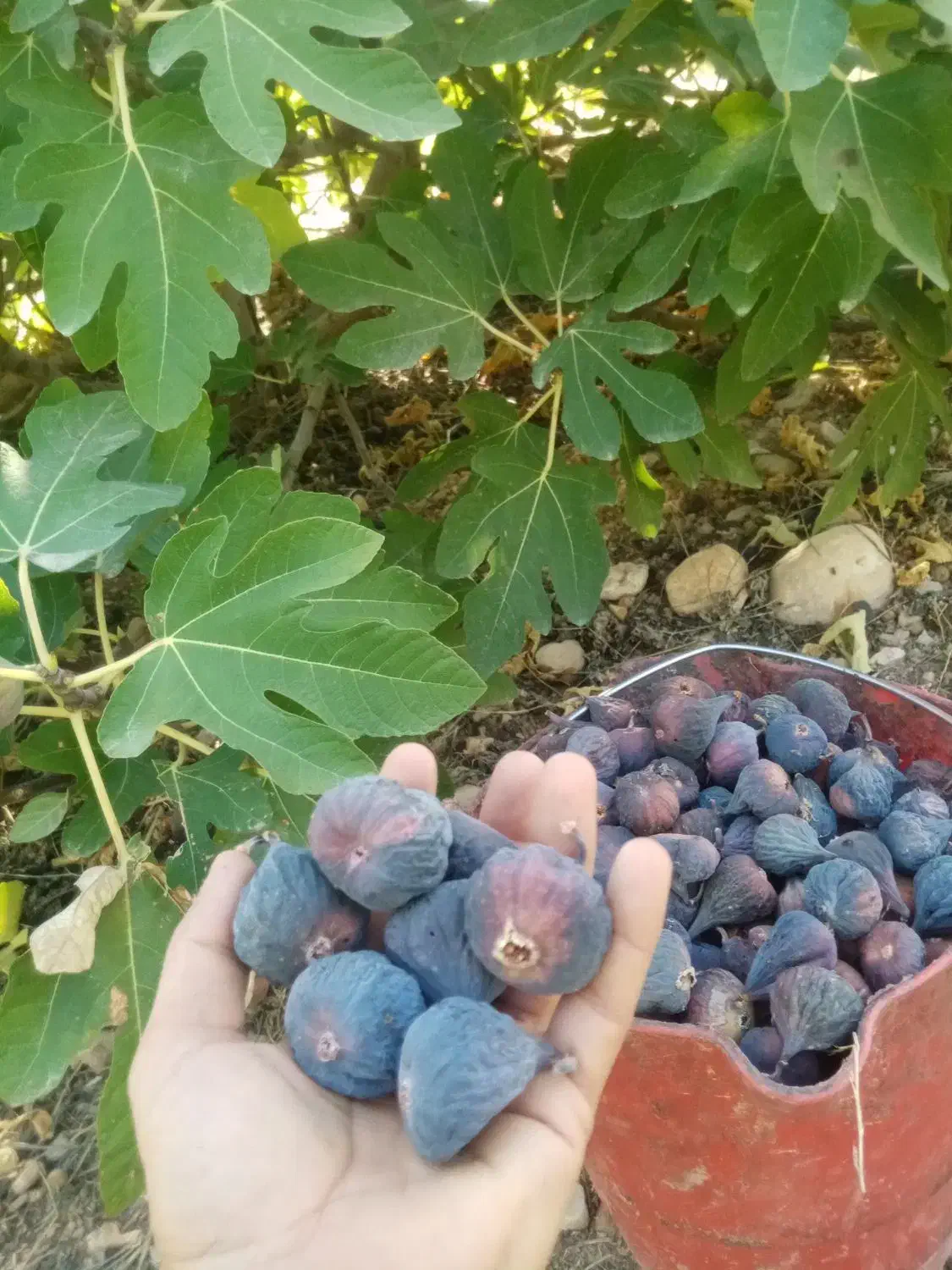 انجیر خشک تازه و تمیز کاملا ارگانیک|خوردنی و آشامیدنی|شیراز, ارم|دیوار