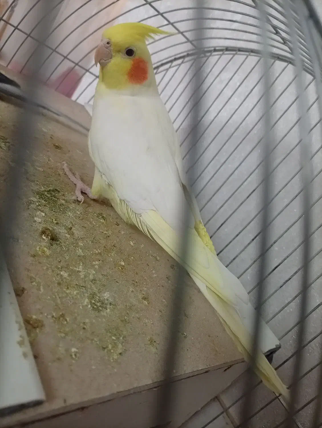 یک جفت عروس هلندی سخنگو|پرنده|اسلامشهر, شهرک محمدیه|دیوار