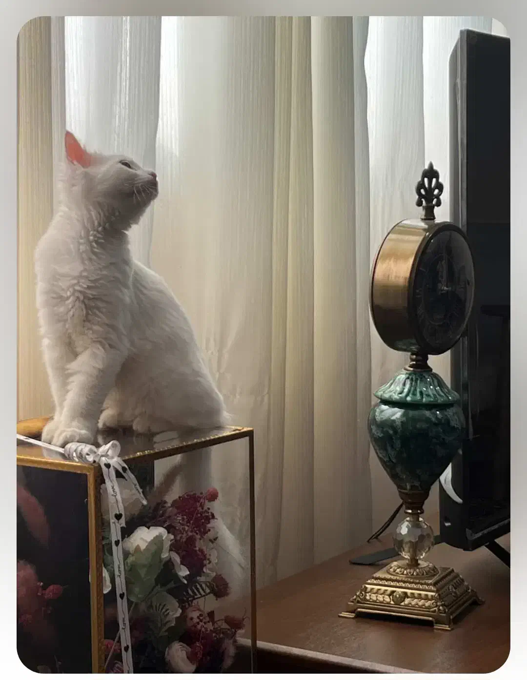 گربه پرشین ماده|گربه|فاضل آباد, |دیوار