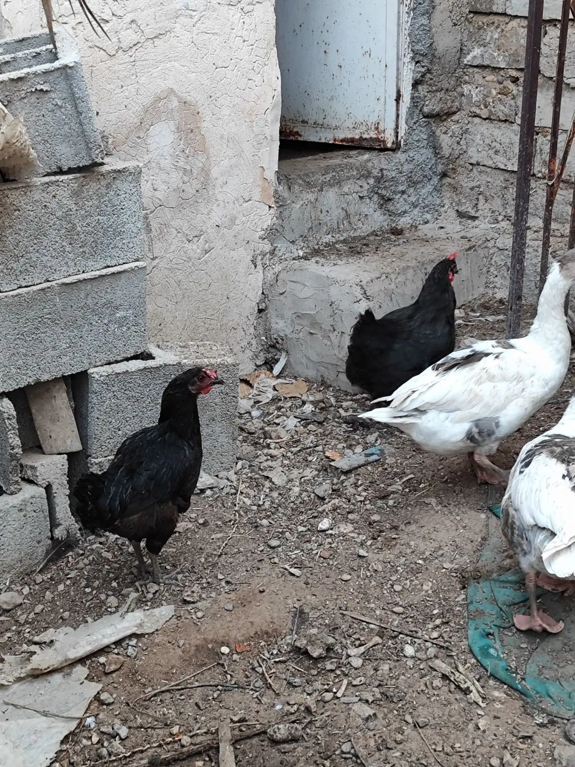 قاز|حیوانات مزرعه|بوشهر, |دیوار