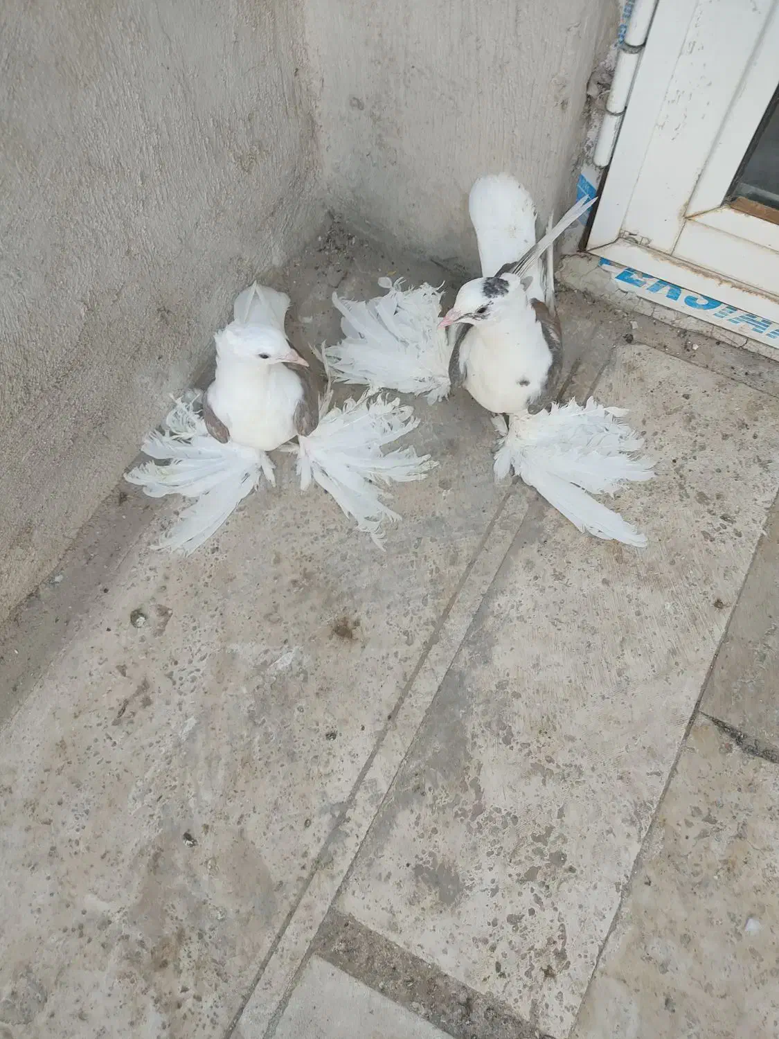 کبوتر|پرنده|قم, چهل درخت‎|دیوار
