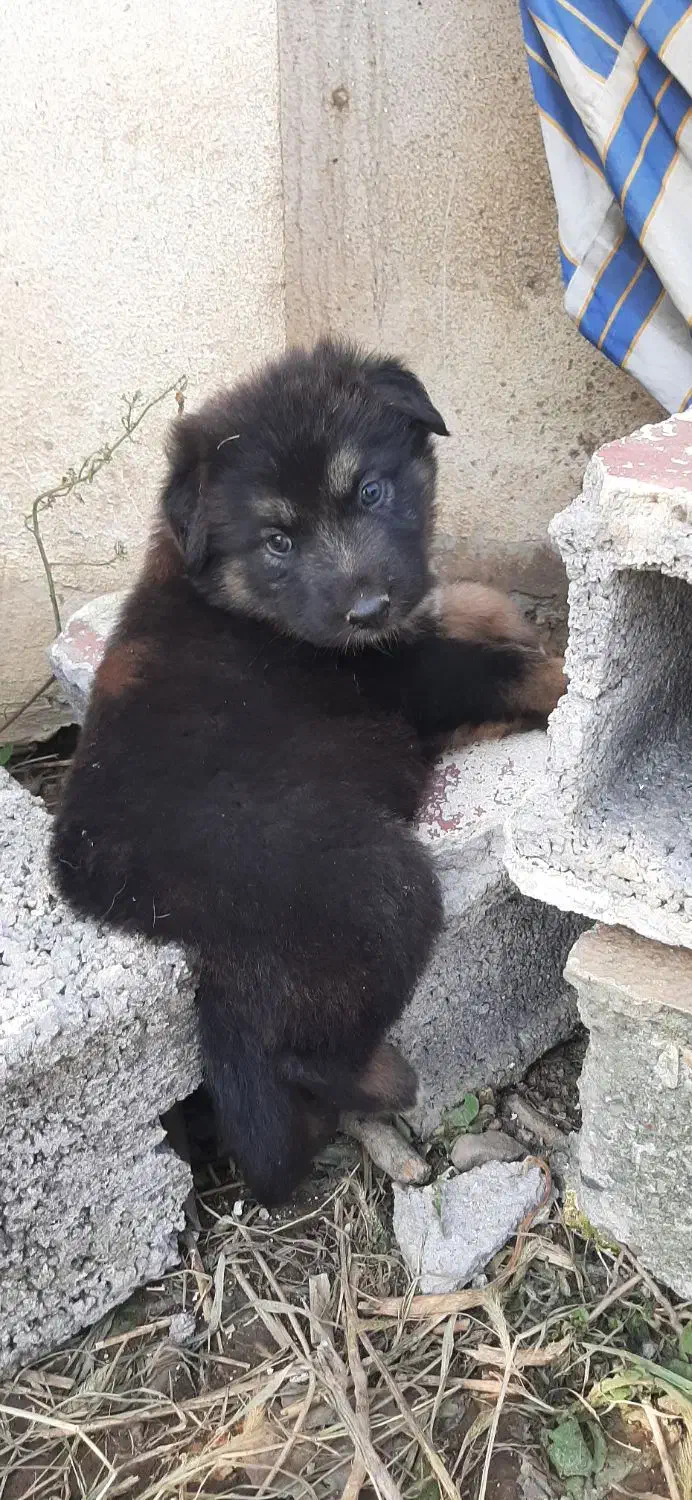 توله سگ شیانلو|سگ|لاهیجان, لیل|دیوار