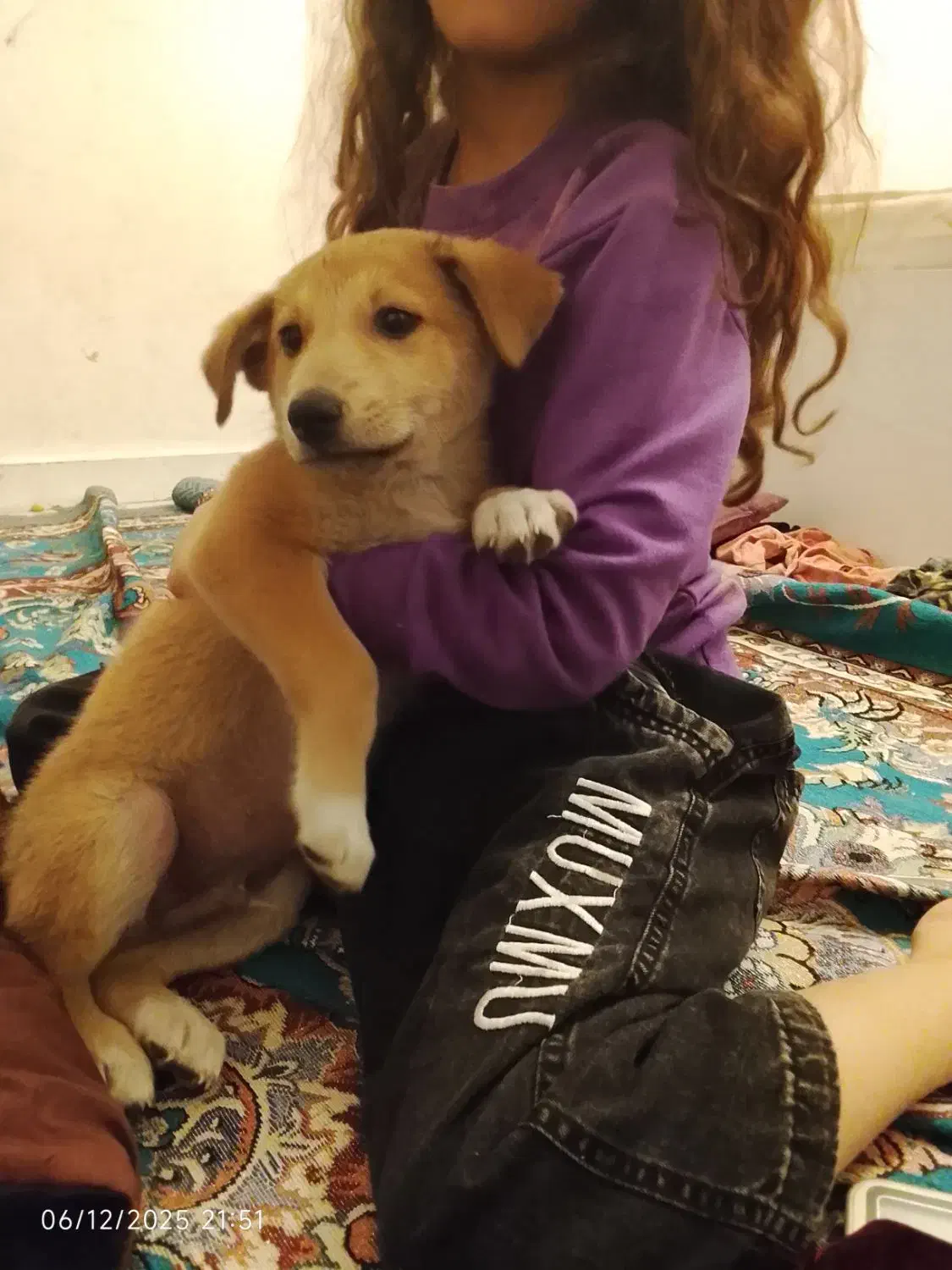 دو تا سگ توله نر و ماده|سگ|خرمشهر, |دیوار