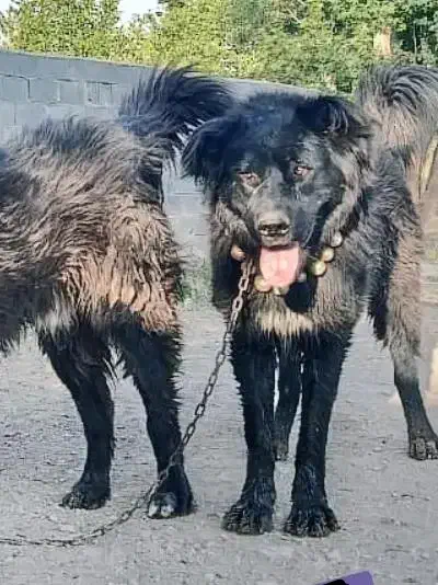 نر چل|سگ|مبارکه, |دیوار