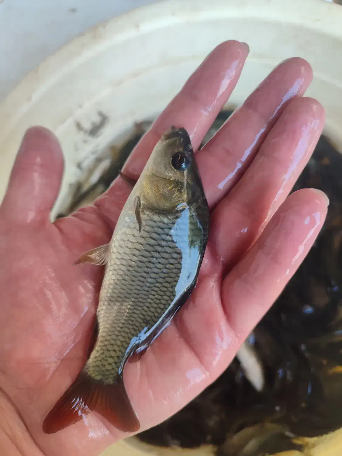 ماهی پرورشی رضایی|ماهی|قزوین, |دیوار