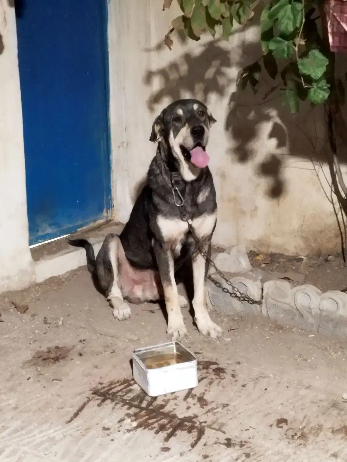 سگ پژدر|سگ|بستان آباد, |دیوار