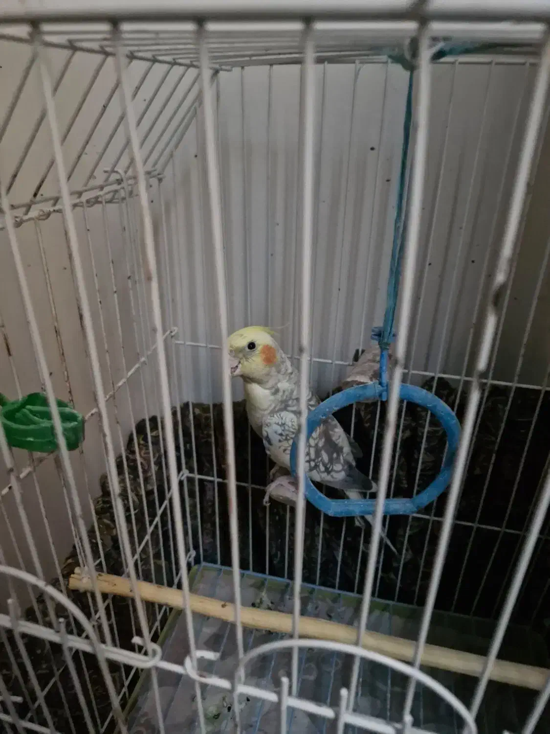 فروش عروس هلندی|پرنده|پاکدشت, پاکدشت (مامازند)|دیوار