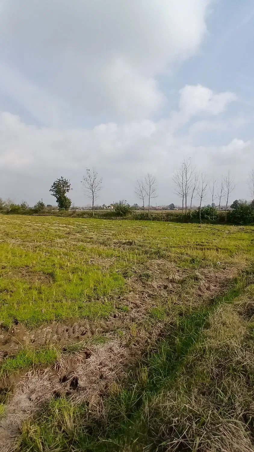 ۱۲۰۰۰mزمین کشاورزی مناسب شالیزارباغ کیوی/گلخانه|فروش دفتر صنعتی، کشاورزی، تجاری|خشکبیجار, |دیوار