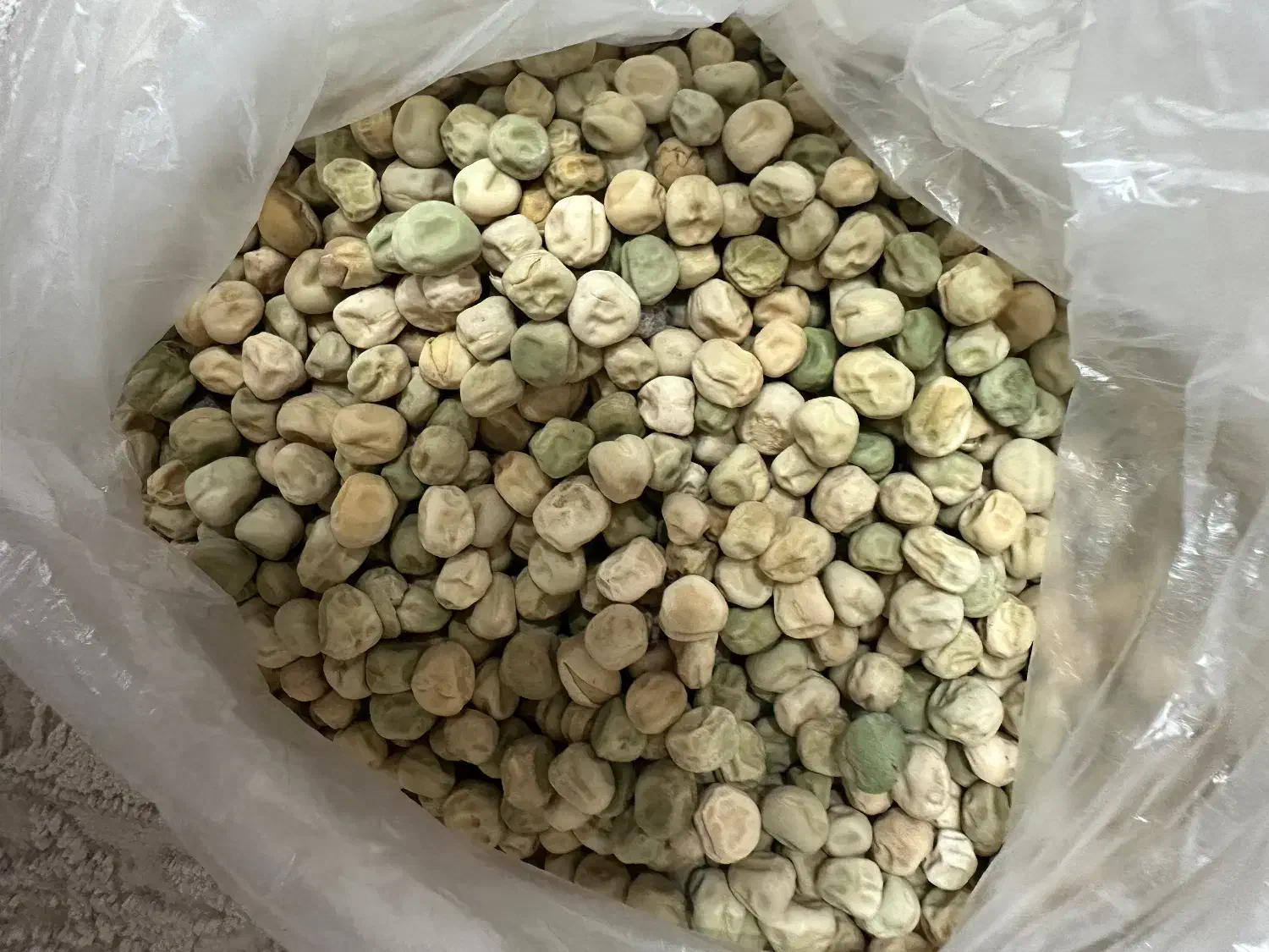 بذر نخود فرنگی وولف|خدمات باغبانی و درختکاری|گرگان, |دیوار