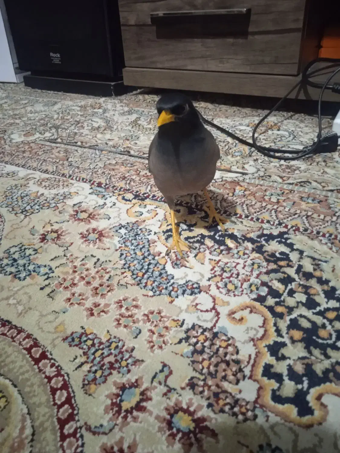 مینا زرنگ و باهوش|پرنده|سبزوار, هویزه|دیوار