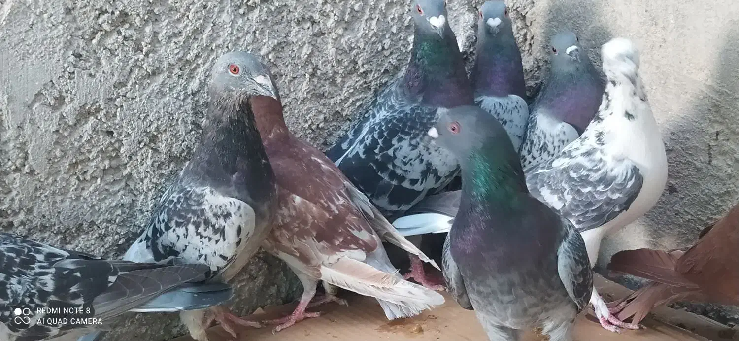 ده کبوتر پلاکی|پرنده|خورموج, |دیوار