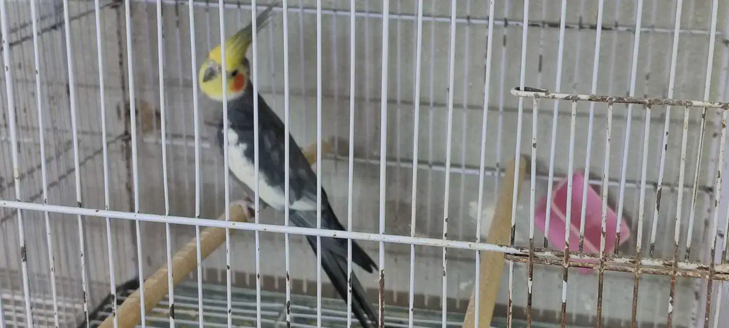 عروس هلندی نر مست سینامون ، ابلغ لوتینو، ماده ابلغ|پرنده|شیراز, سلطان آباد|دیوار