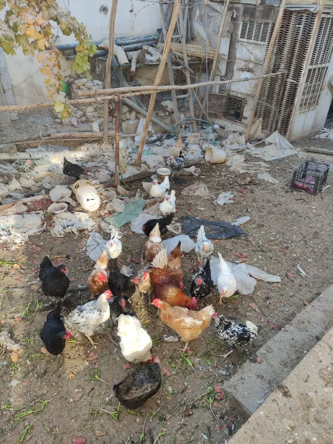 فروش مرغ بومی یک ساله|حیوانات مزرعه|خمینی‌شهر, |دیوار