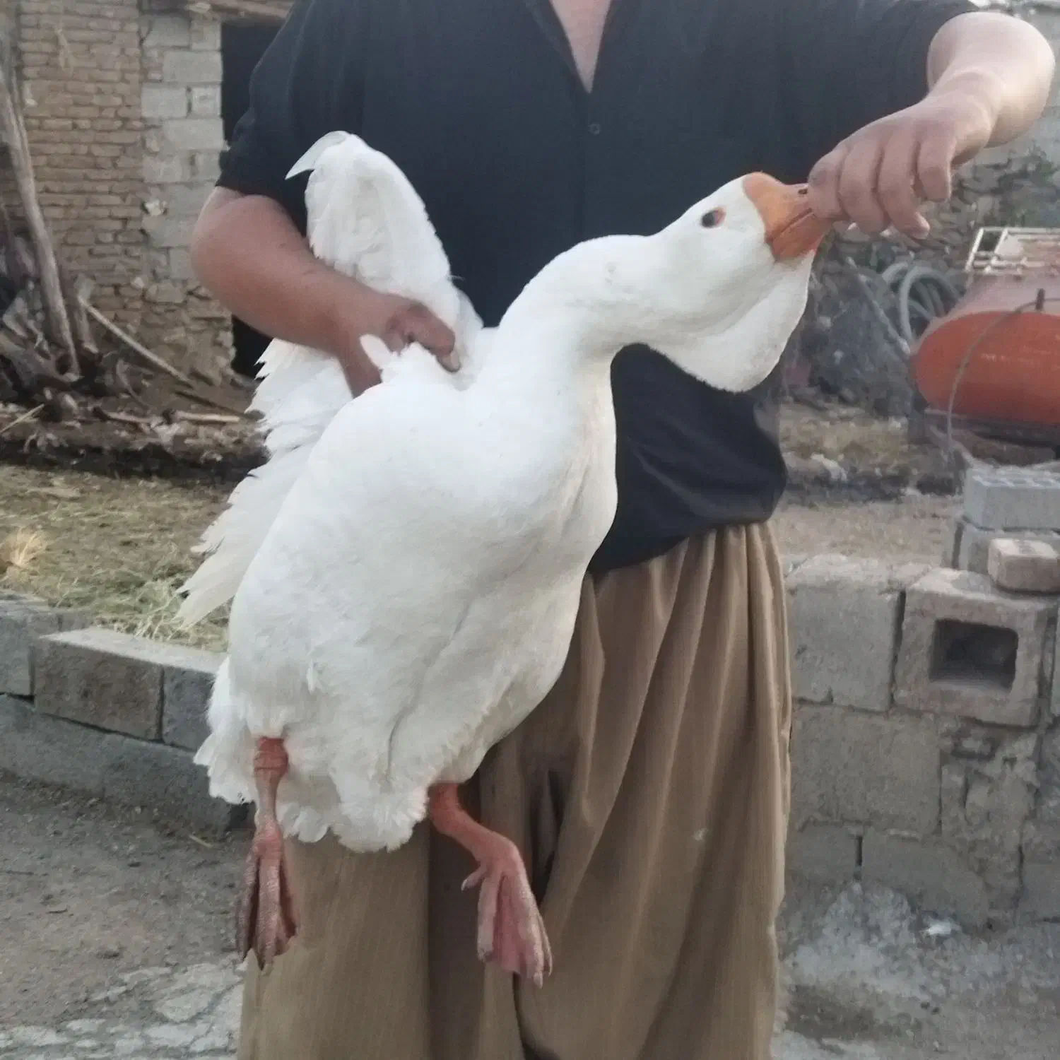 قوغاز خالماگوری اصل نژاد وارداتی|حیوانات مزرعه|بانه, |دیوار