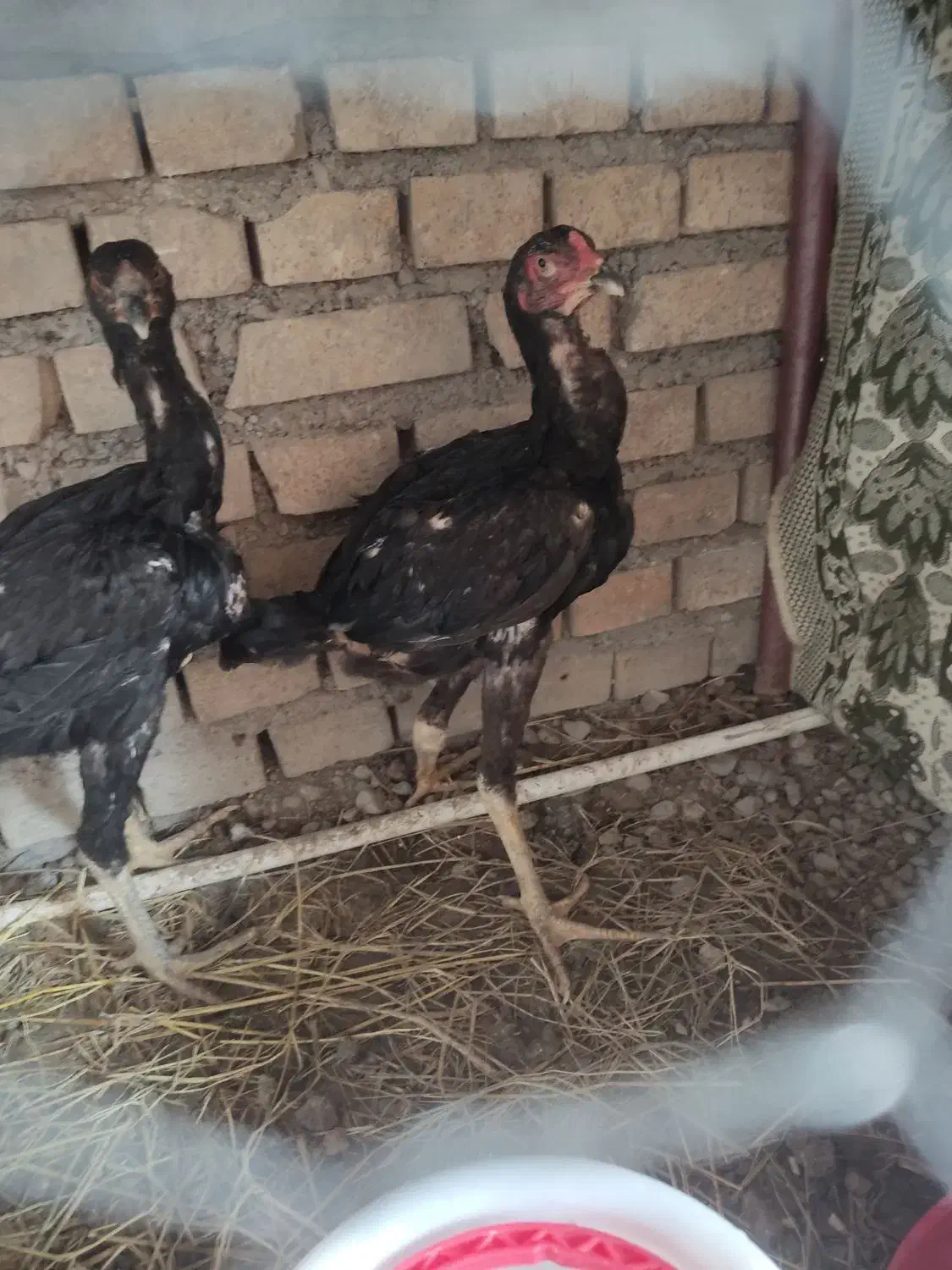 جوجه لاری 3 ماهه مرغ و خروس افغان|حیوانات مزرعه|خان ببین, |دیوار