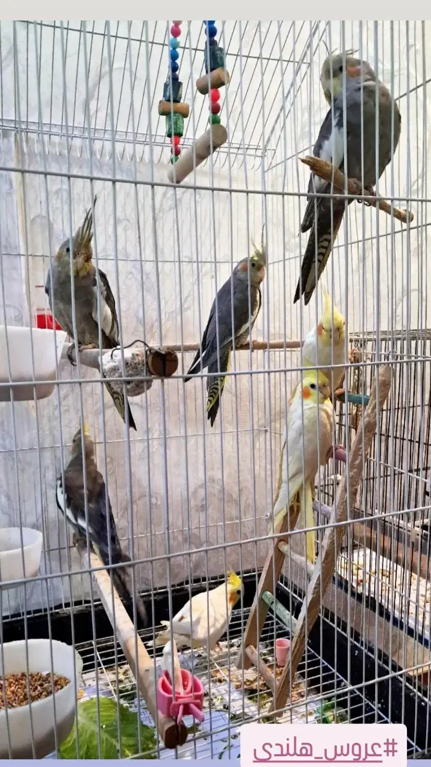 طوطی عروس هلندی|پرنده|صومعه‌سرا, |دیوار