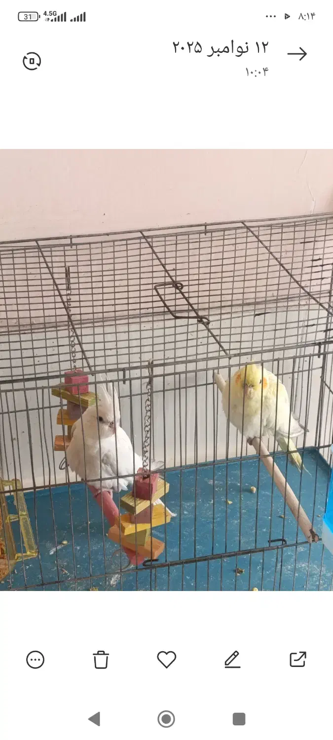 جوجه عروس هلندی. قناری|پرنده|شیراز, سعدیه شمالی|دیوار