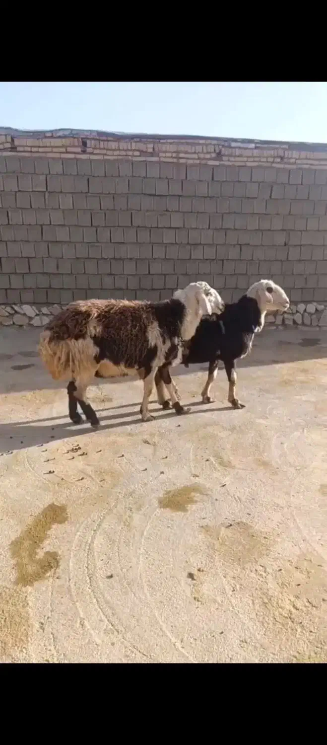 فروشی|حیوانات مزرعه|دلیجان, |دیوار