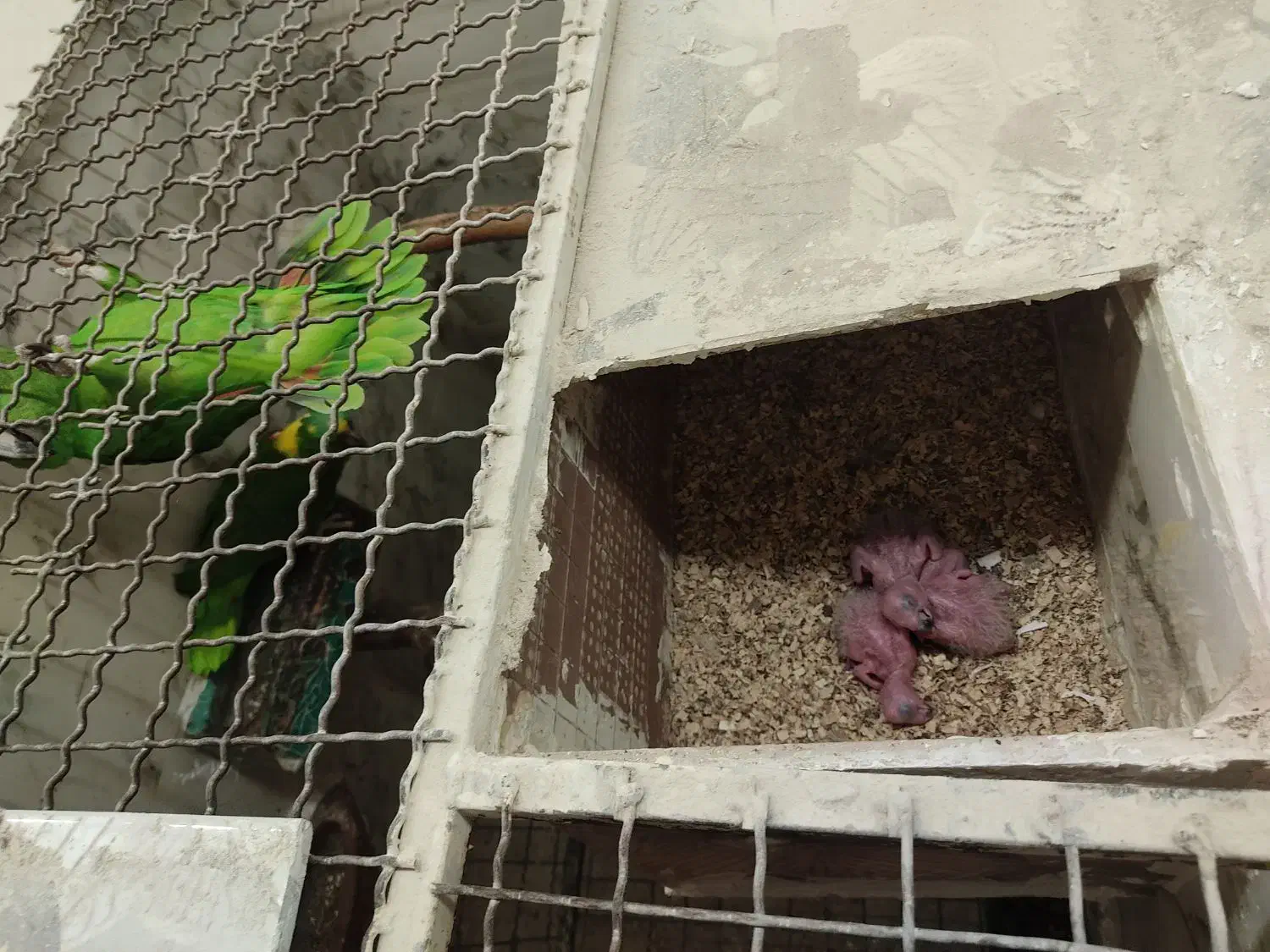 جفت مولد آمازون|پرنده|تهران, گلستان (شهرک راه آهن)|دیوار