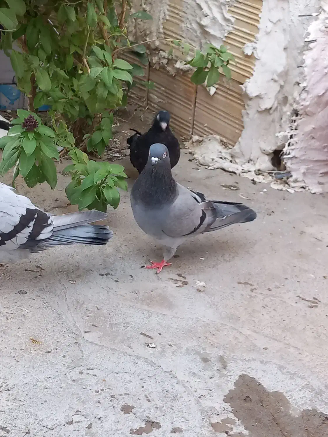 کبوتر سبز|پرنده|جیرفت, |دیوار