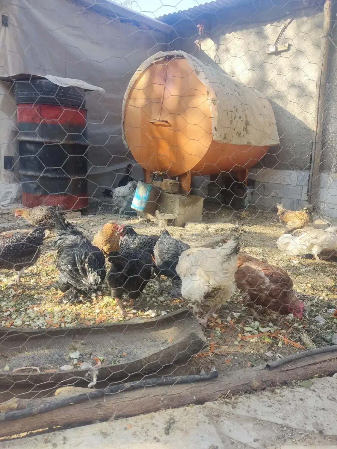 فروش فوری|حیوانات مزرعه|الیگودرز, |دیوار